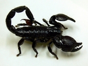 Скорпион Императорский Pandinus imperator, самый безопасный вид